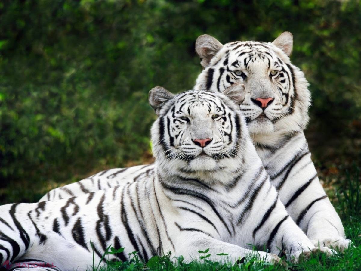 Noi locatari în Grădina Zoologică din Chișinău. Au fost aduși din Belgia