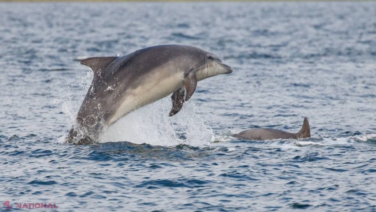 Războiul declanșat de Rusia în Ucraina omoară DELFINII din Marea Neagră