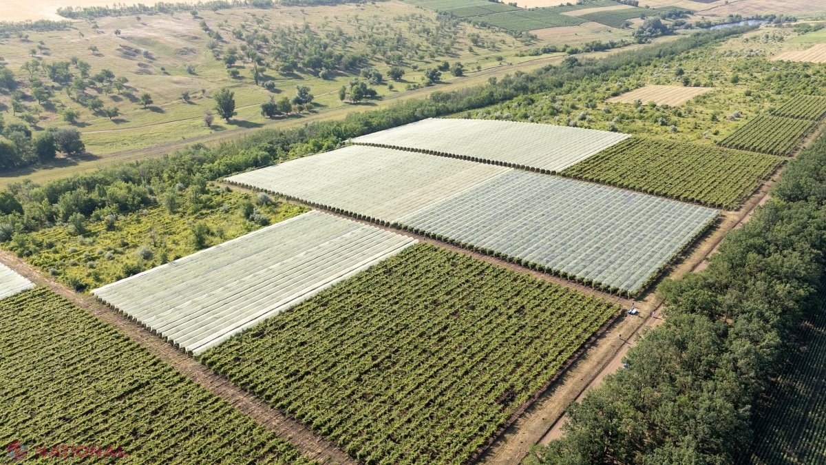 FOTO // Cum să construiești o afacere de succes în AGRICULTURĂ, fără a miza doar pe subvenții din partea statului. O familie din Cahul administrează 2 000 de hectare și practic în fiecare an au o recoltă de TREI ori mai mare decât alți agricultori