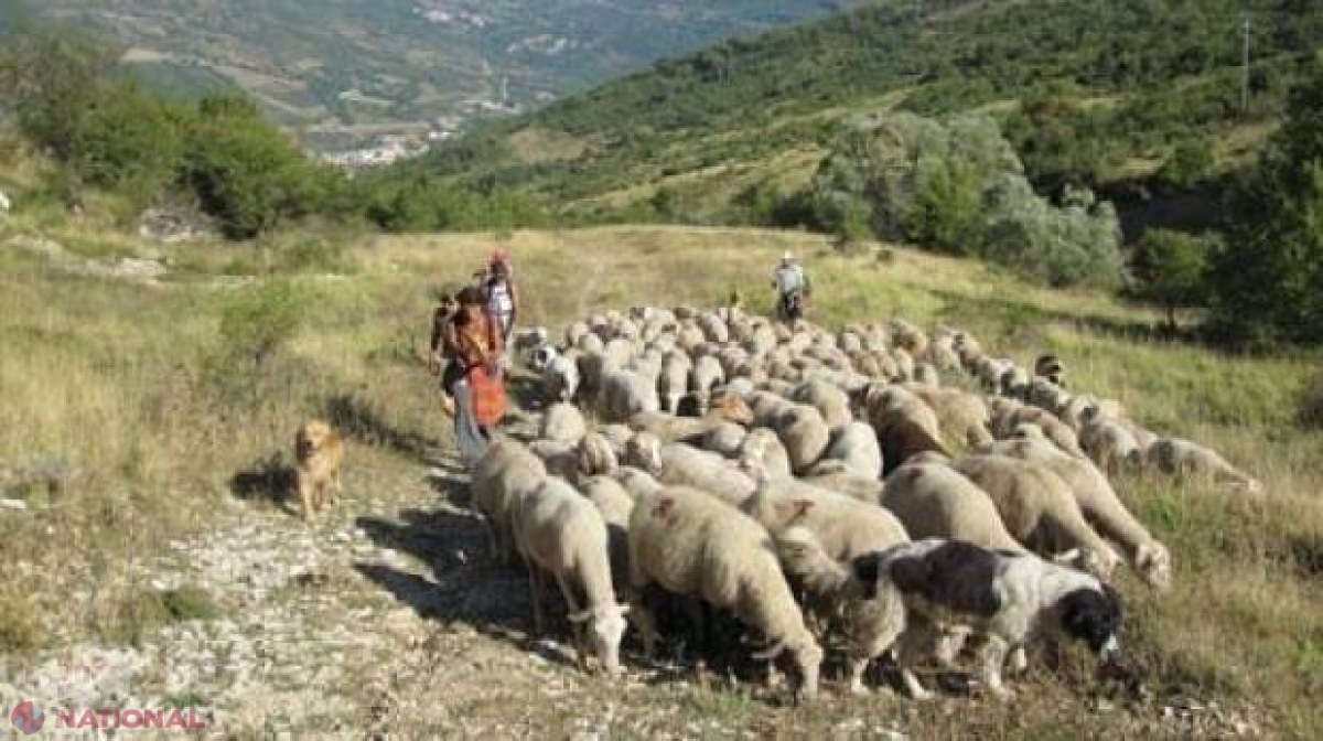 Cetăţeni cu pașaport românesc, ţinuţi ca SCLAVI în condiţii inumane, într-o fermă din Italia  