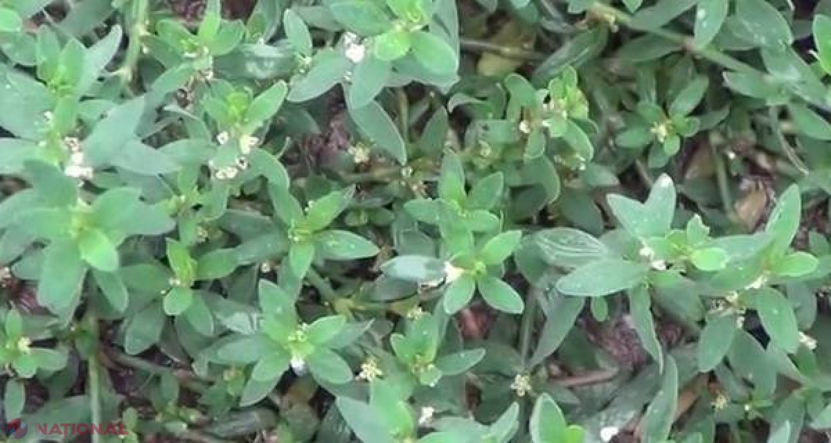 O plantă MIRACULOASĂ pe care mulţi nu o bagă în seamă