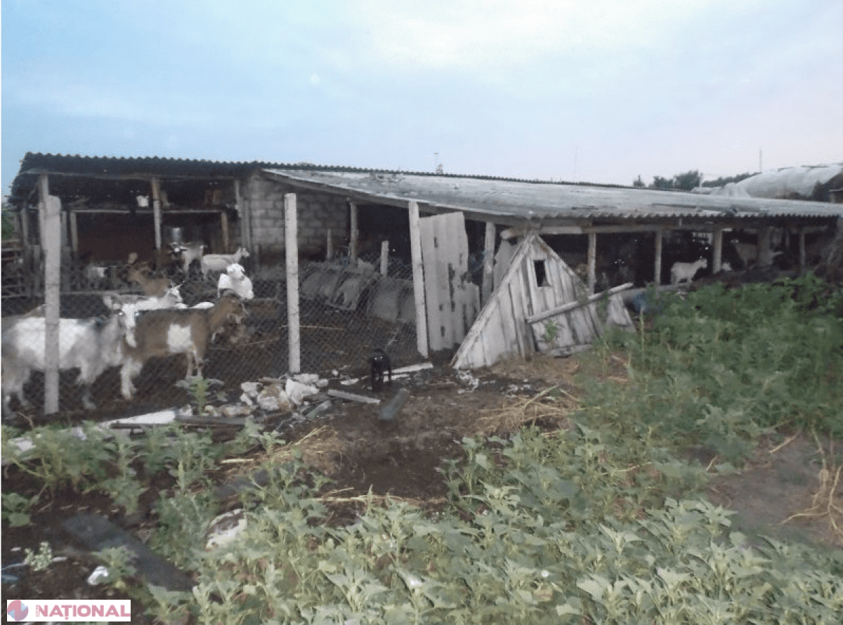 SCLAVI la stână: O femeie, doi copii și doi bărbați, impuși să muncească degeaba