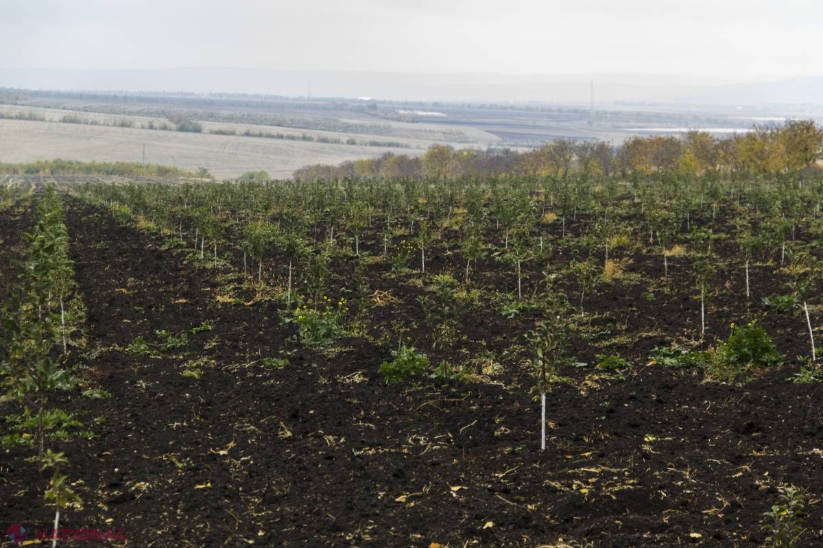 UTIL // Ce trebuie să facă agricultorii după ninsorile puternice de săptămâna trecută