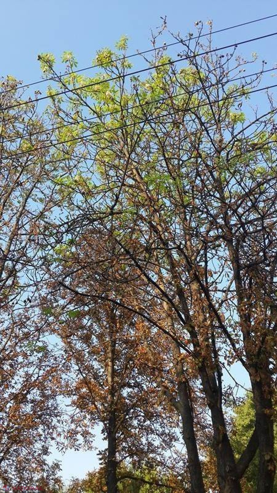 FOTO // Castanii din Chișinău, ÎNFLORIȚI în luna septembrie! Specialist: „În ultimul timp se întâmplă tot mai des” 