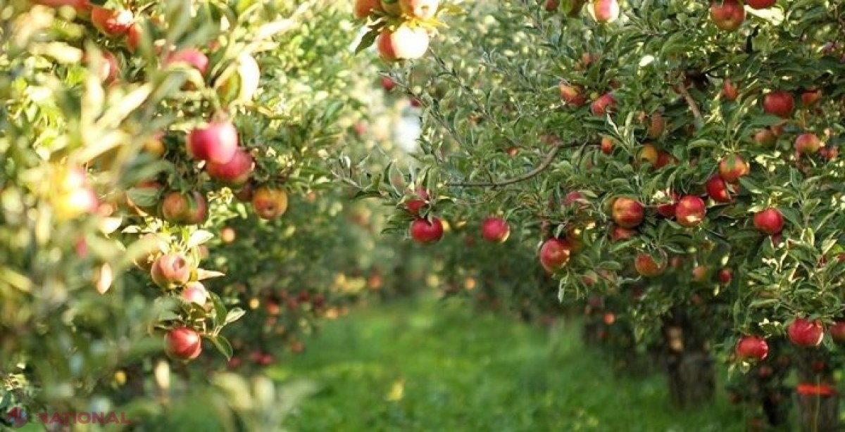 Proiectul „Livada Moldovei”, EXTINS până în 2023: Aproape 60 de milioane de euro disponibile pentru proiecte în domeniul horticol 