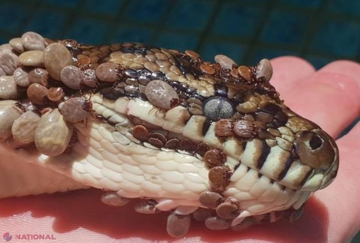 FOTO // Au văzut un ŞARPE care înota într-o piscină. La scurt timp după aceea au făcut o descoperire ULUITOARE. Au scos 511 şi e posibil să mai fie. „Sper că se va reface în curând”