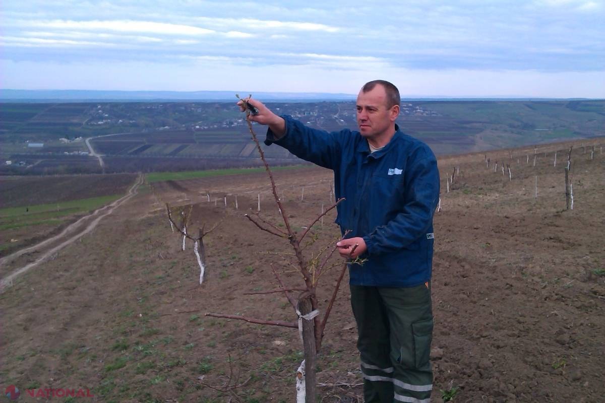 Migdalii cresc şi în Republica Moldova! 