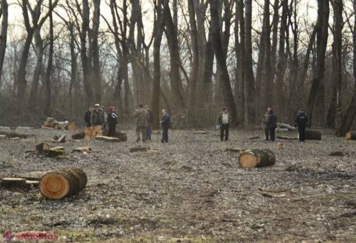 „DESFRÂU” în pădurile din R. Moldova: Un om de afaceri, adus în cătușe la CNA