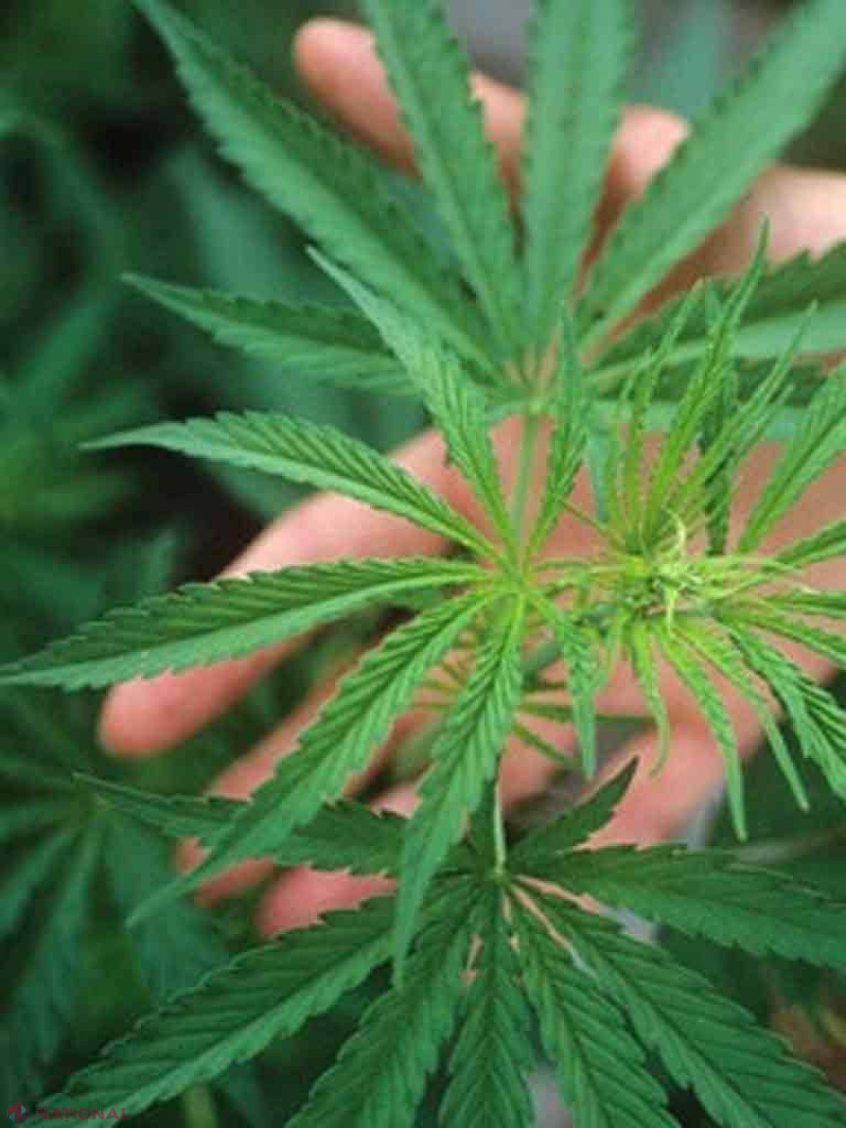 Sute de plante de cânepă, distruse de către polițiști