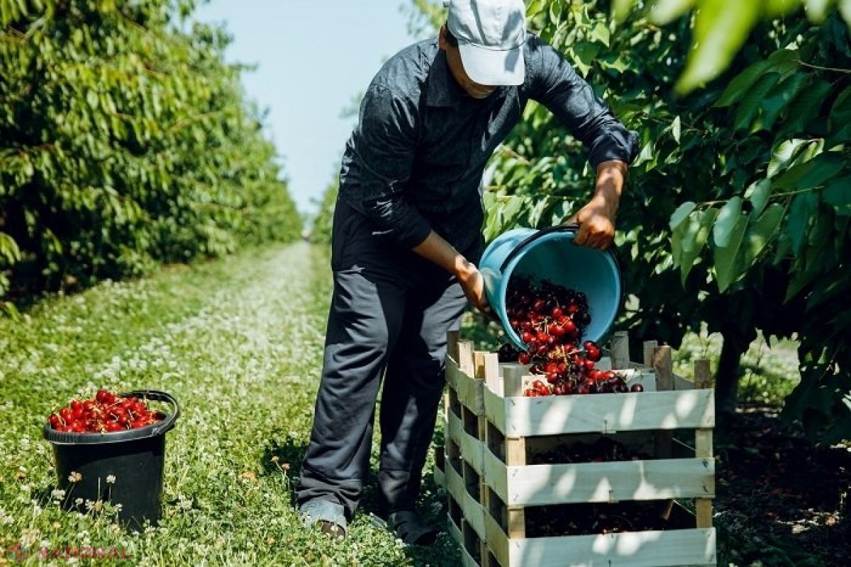 IFAD a investit în agricultura R. Moldova 143,5 milioane de dolari timp de patru ani, inclusiv 23,5 milioane de dolari sub formă de granturi