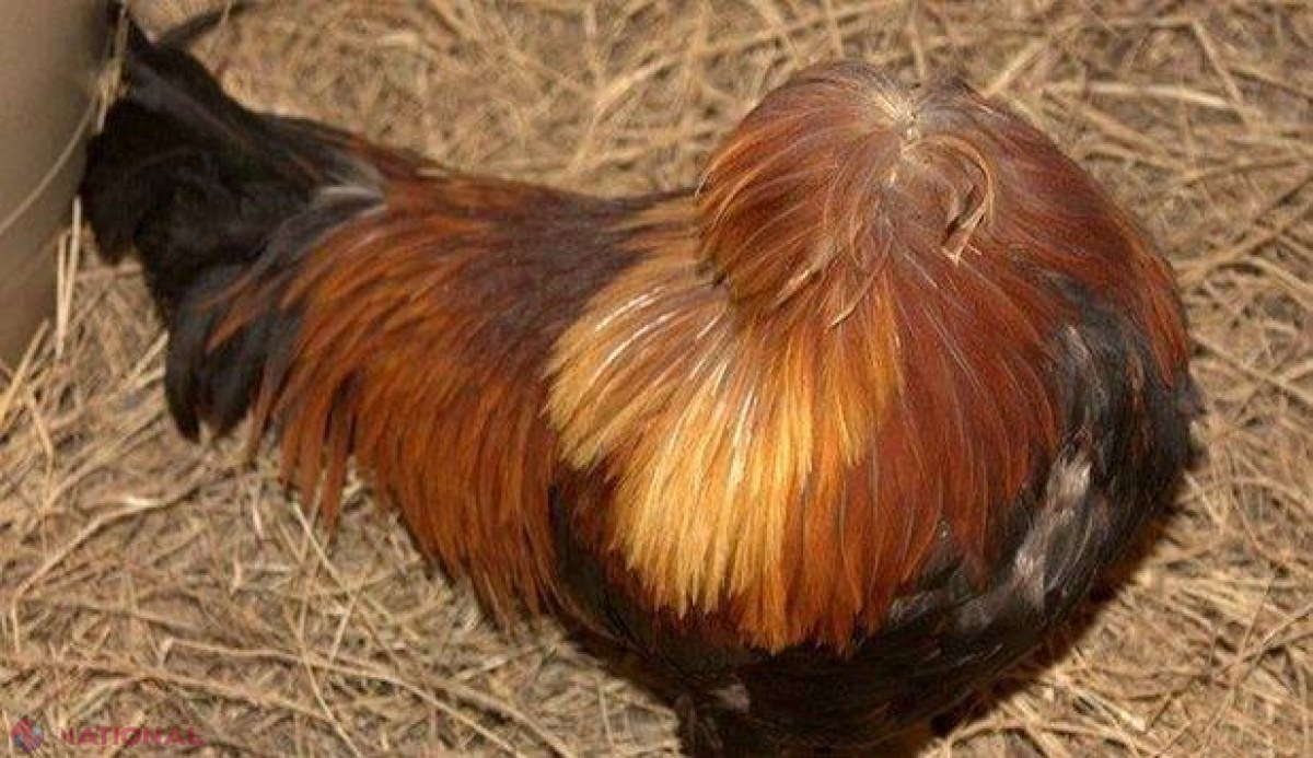 Un cocoş a trăit un an şi jumătate decapitat. Miraculosul Mike câştiga peste 4.000 de dolari pe lună