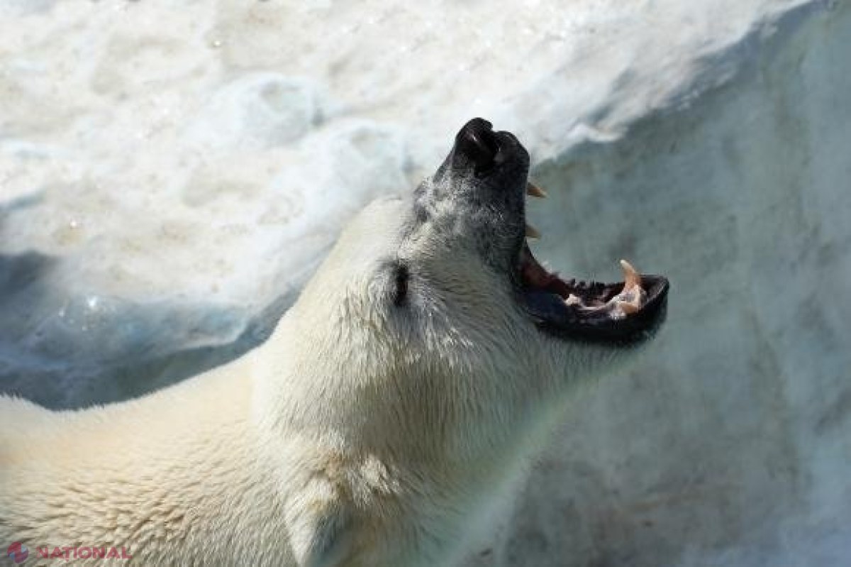 Un bărbat a murit după ce s-a pus în fața unui urs polar ca să-și APERE copiii