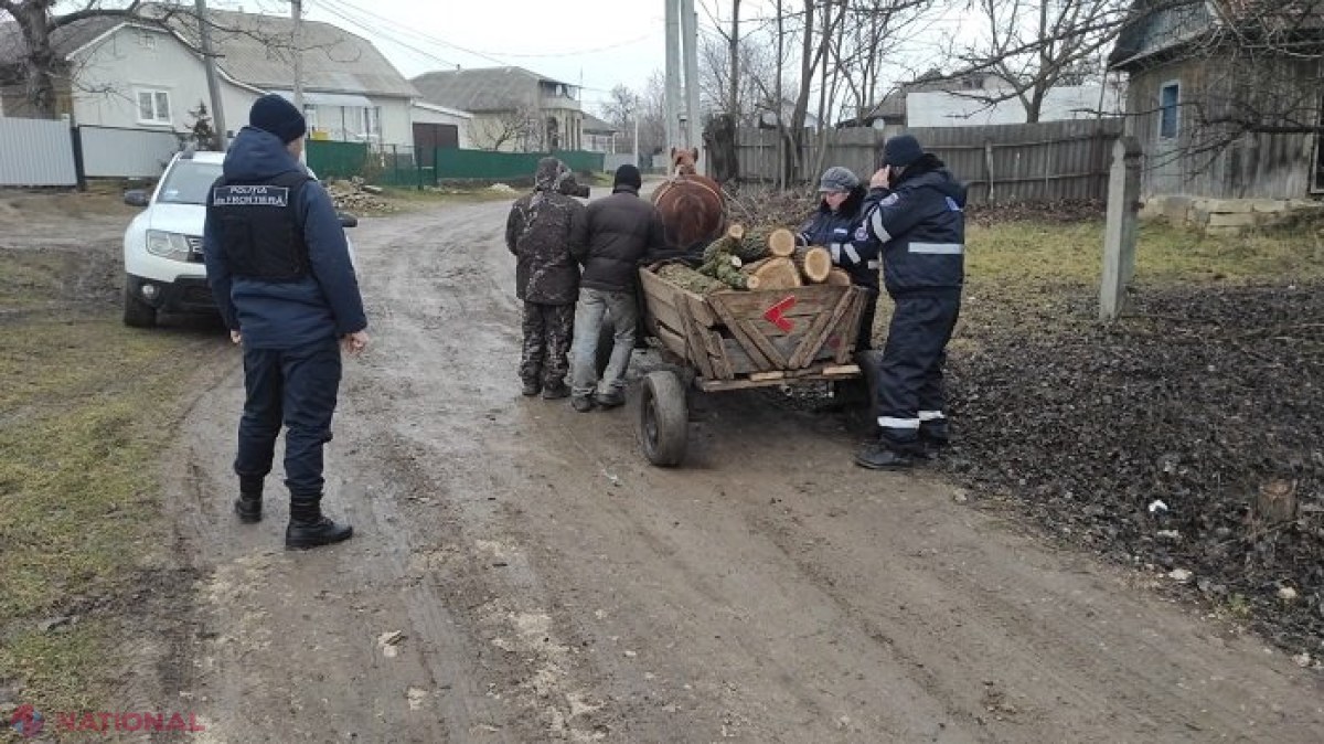 Sute de arbori tăiați ILEGAL în ultima săptămână pe teritoriul R. Moldova: Inspectorii de mediu au aplicat amenzi de zeci de mii de lei, iar lemnul a fost confiscat