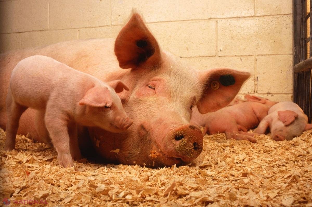 SUTE de FERME renovate în R. Moldova. Moldovenii nu mai cresc porci ca altădată