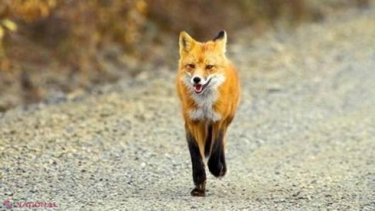 ALARMANT // Boală a animalelor, tot mai RĂSPÂNDITĂ în R. Moldova. Risc ÎNALT de infectare a OMULUI