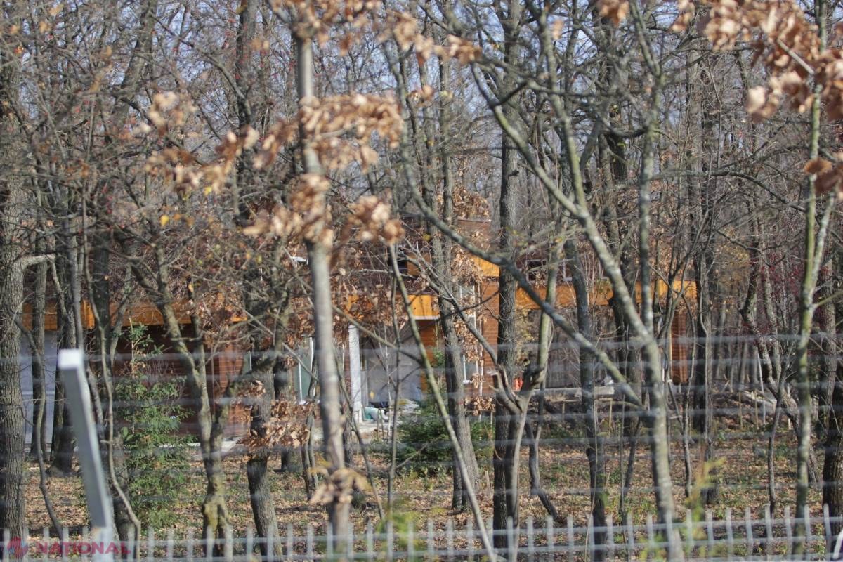 MAFIA PĂDURILOR din R. Moldova și JAFUL din codru