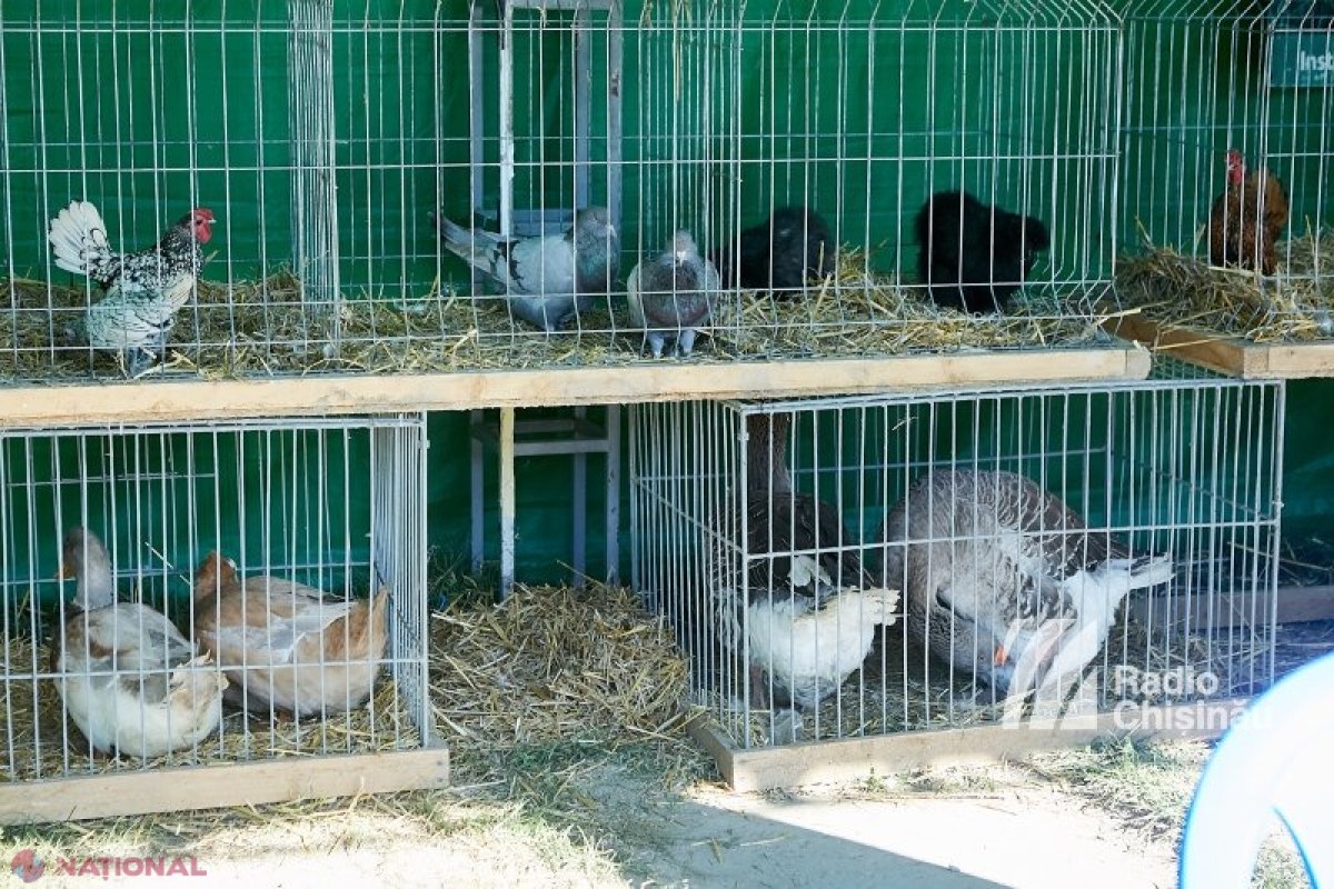 Găina-gâscă din Australia, care costă până la 500 de euro perechea, a ajuns în R. Moldova