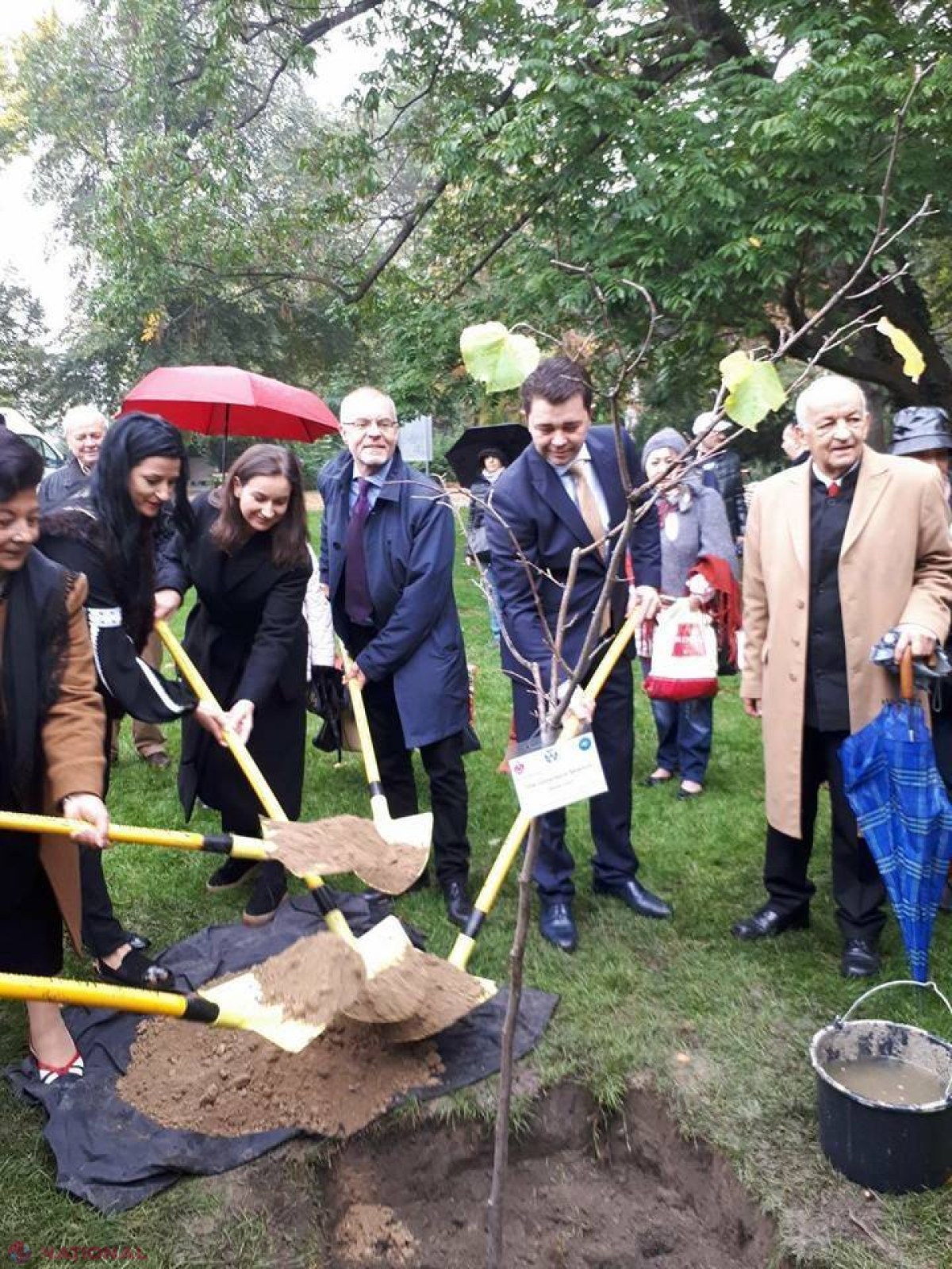 FOTO // „Teiul lui Mihai Eminescu” a ajuns la Viena. Cine a sădit vlăstarul în Stadtpark