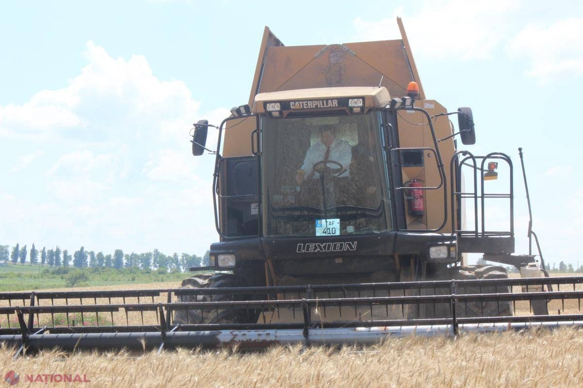 Agricultorii dau ALARMA: Recolta la GRÂU nu este atât de mare, iar autoritățile ar prezenta cifre „triumfaliste” pentru micșorarea „artificială” a prețurilor la cereale