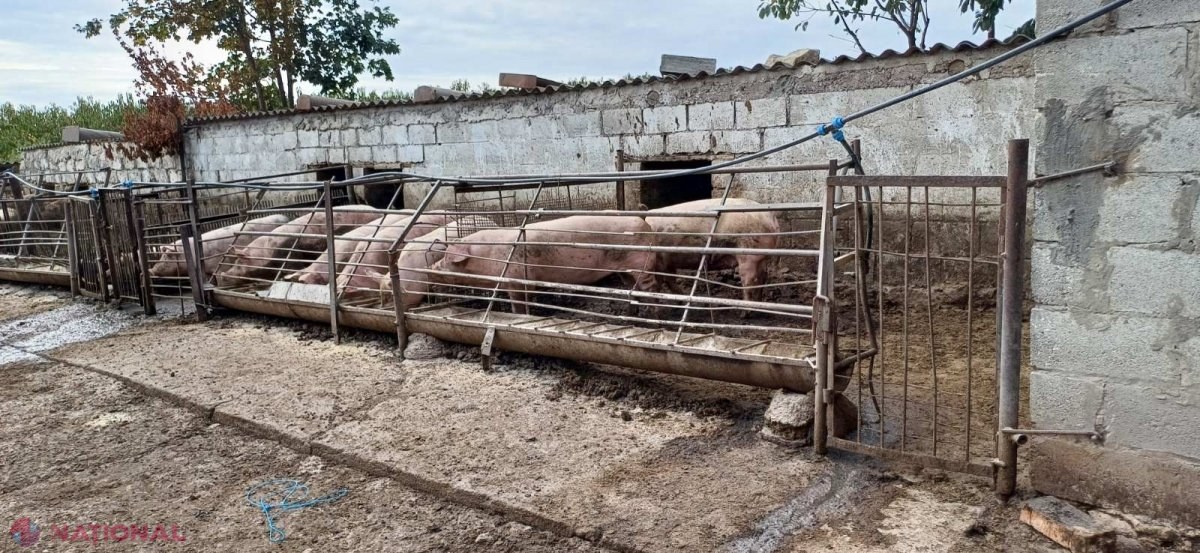 FOTO // Mai multe abatoare și ferme din R. Moldova vor rămâne fără autorizație. Zeci de încălcări depistate de inspectorii ANSA