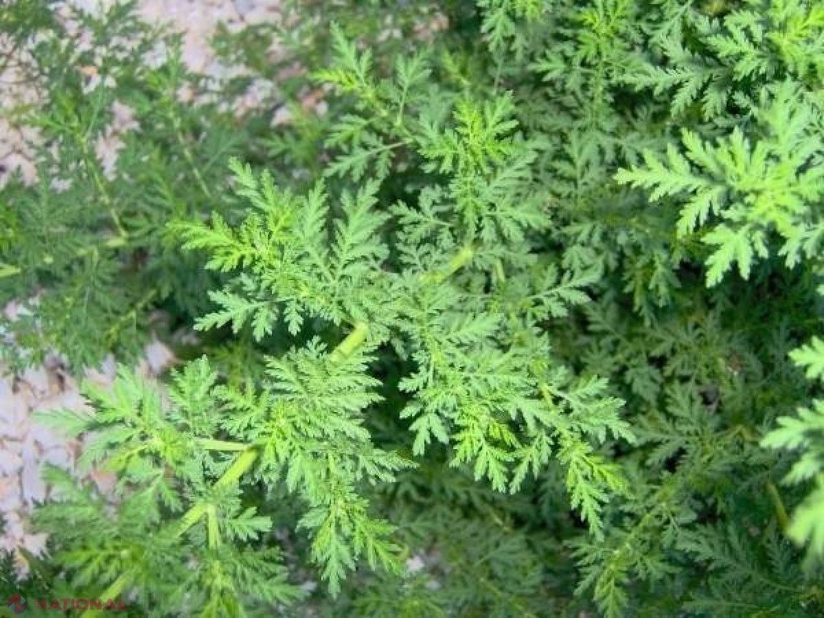 Nouă descoperire! Iată planta care ucide celulele canceroase în 16 ore: Crește și în R. Moldova