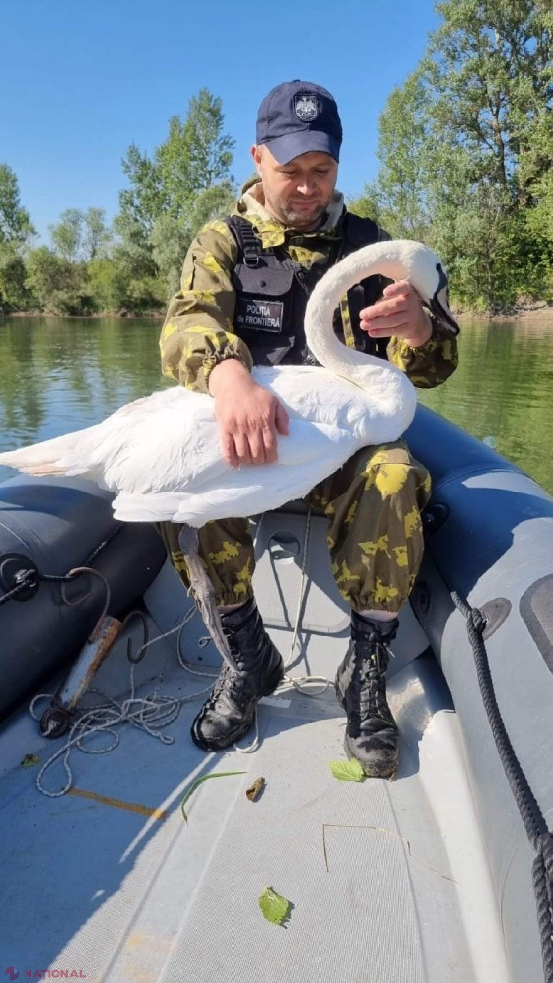 Lebădă, salvată de polițiștii de frontieră: Era prinsă în plastic, pe râul Prut