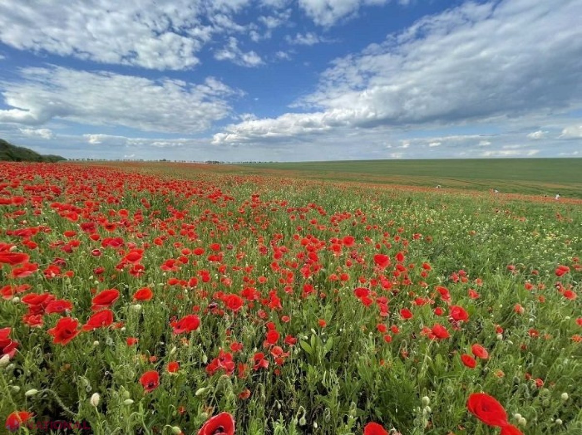 METEO // Cod galben de VÂNT puternic, pe teritoriul R. Moldova: Ce temperaturi vom avea în zilele următoare