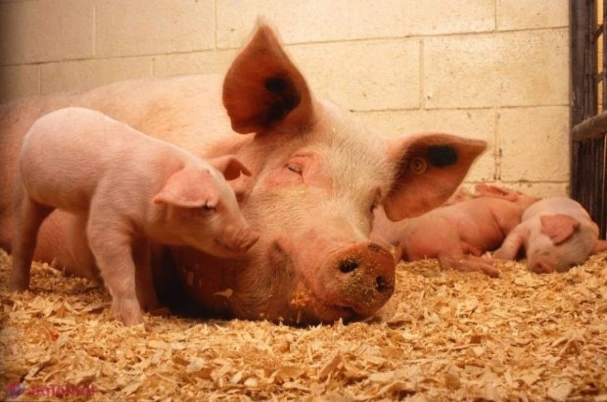 Paisprezece focare NOI de pestă porcină africană la mistreţii şi porcii domestici din R. Moldova în această lună