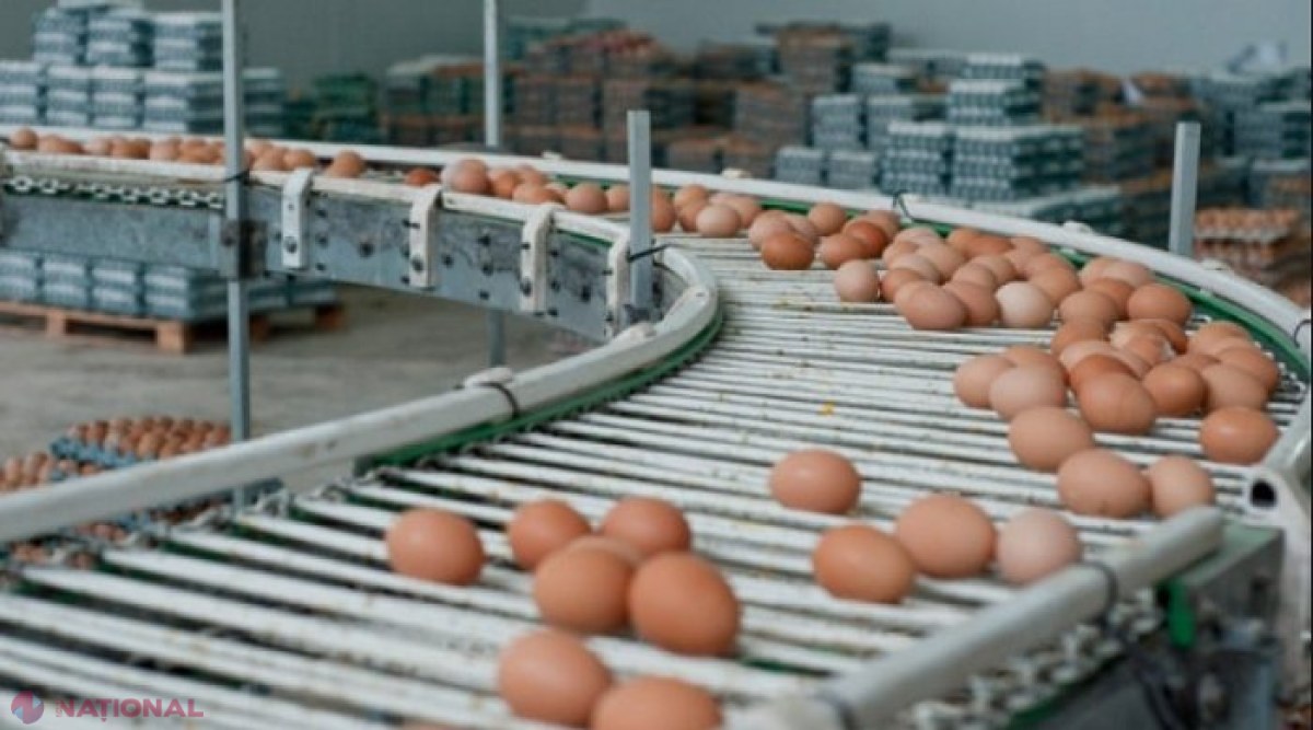 Comisia Europeană inspectează sectorul AVICOL din R. Moldova: Când vom putea exporta CARNE de pasăre și OUĂ pe piața UE