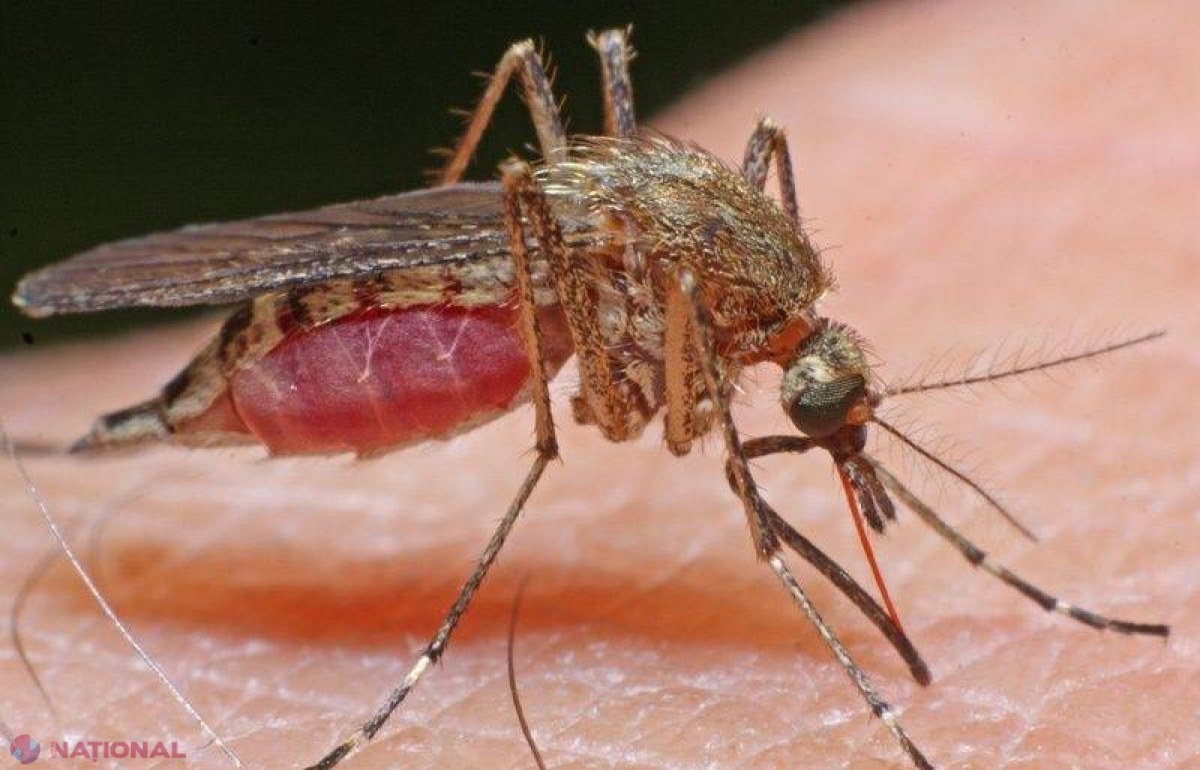 Virusul ZIKA: Numărul copiilor afectaţi de microcefalie în Brazilia a crescut în mod ALARMANT în ultima săptămână