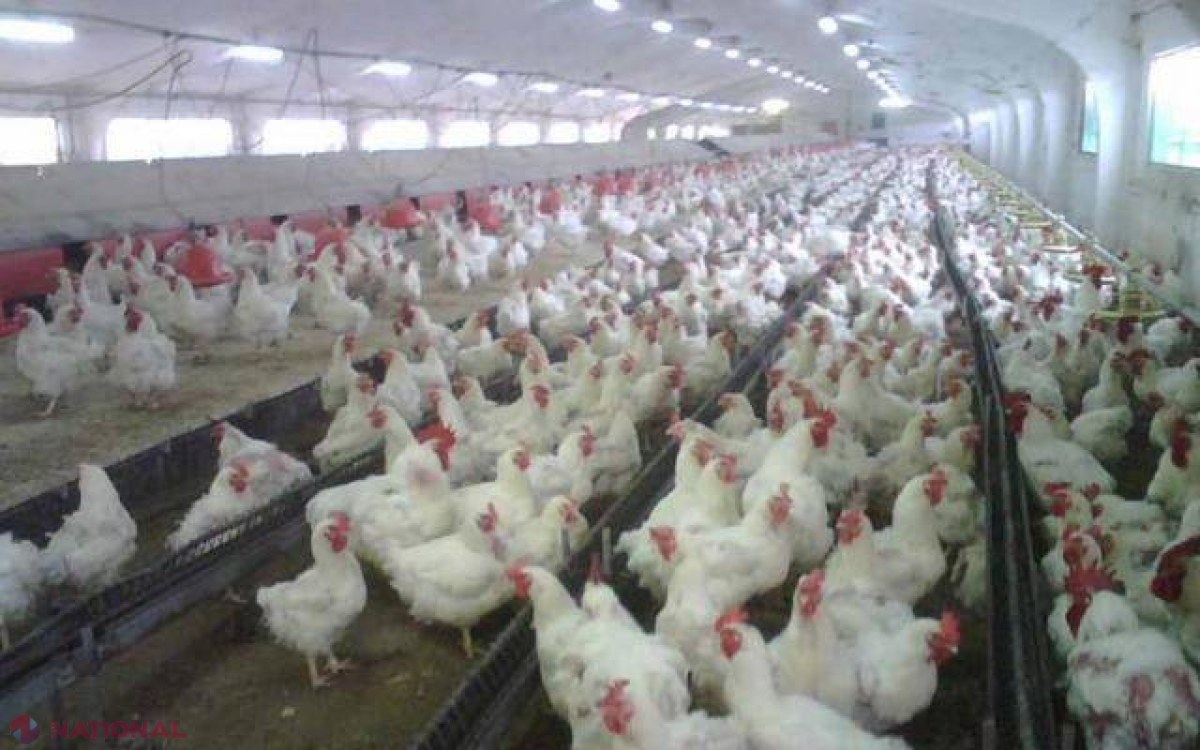 RĂZBOIUL comercial: Rusia trimite 23 tone de carne de pasăre ÎNAPOI în Turcia