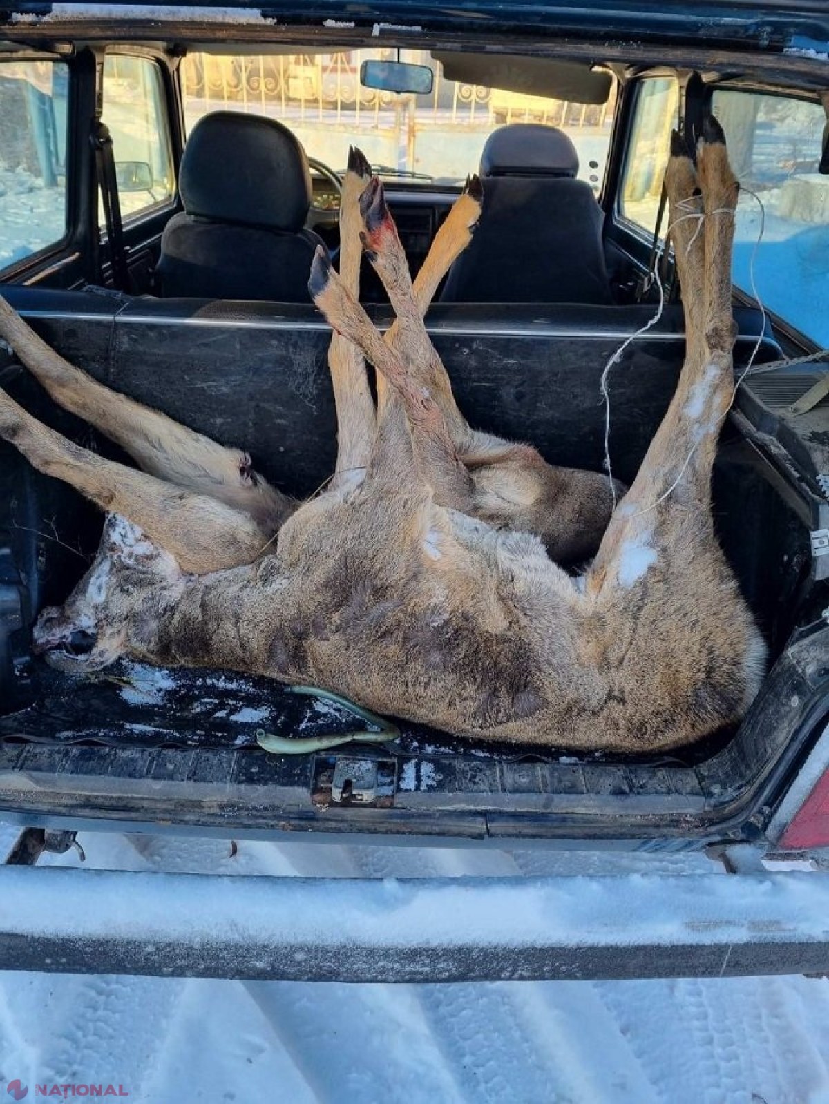 FOTO // Un căprior și o căprioară, animale vânate ILEGAL la Dondușeni: Prejudiciul adus naturii, care se ridică la 25 000 de lei, va fi achitat de doi braconieri