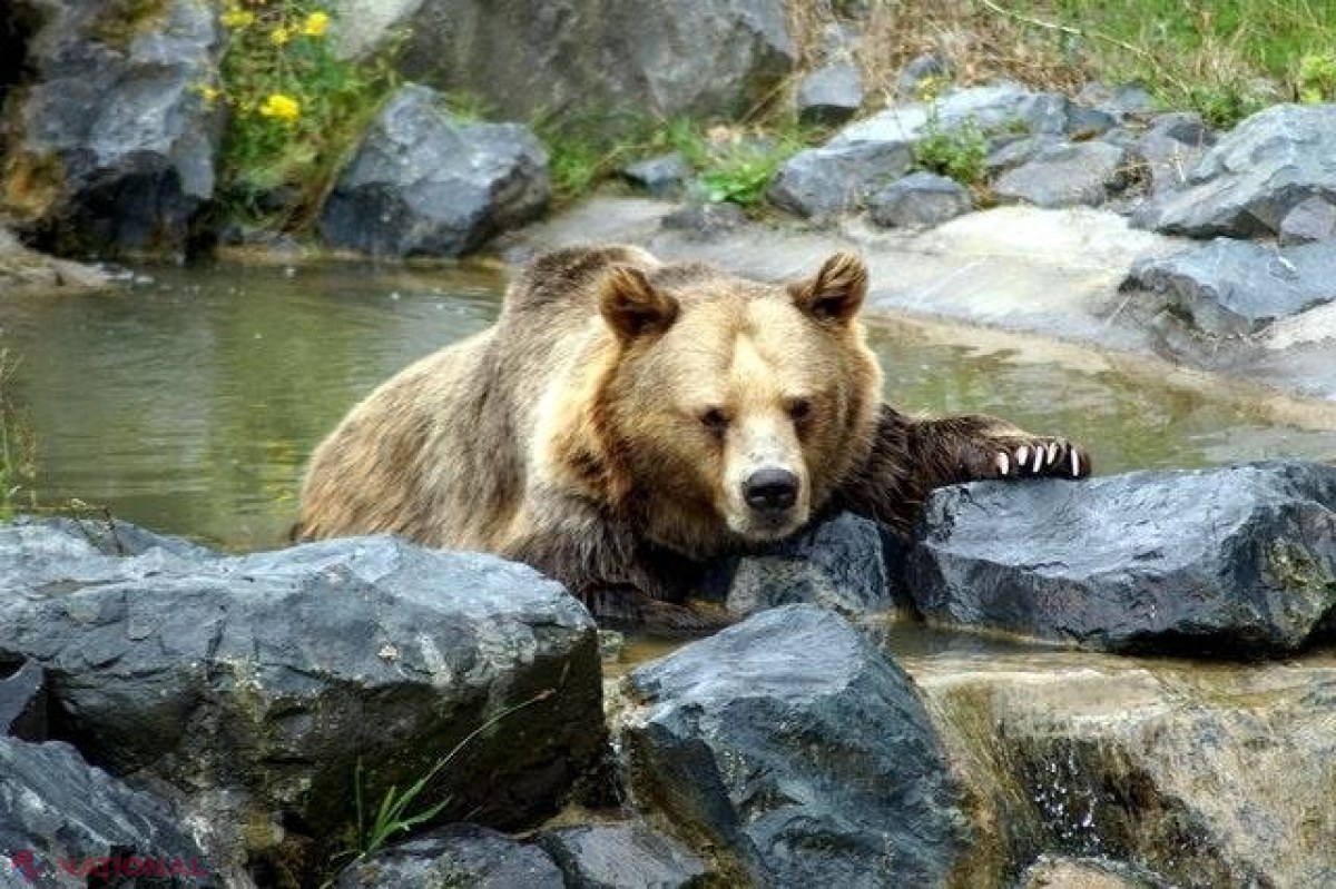 Un milionar din Rusia a recunoscut că a ucis un bărbat pe care l-a „confundat cu un urs”