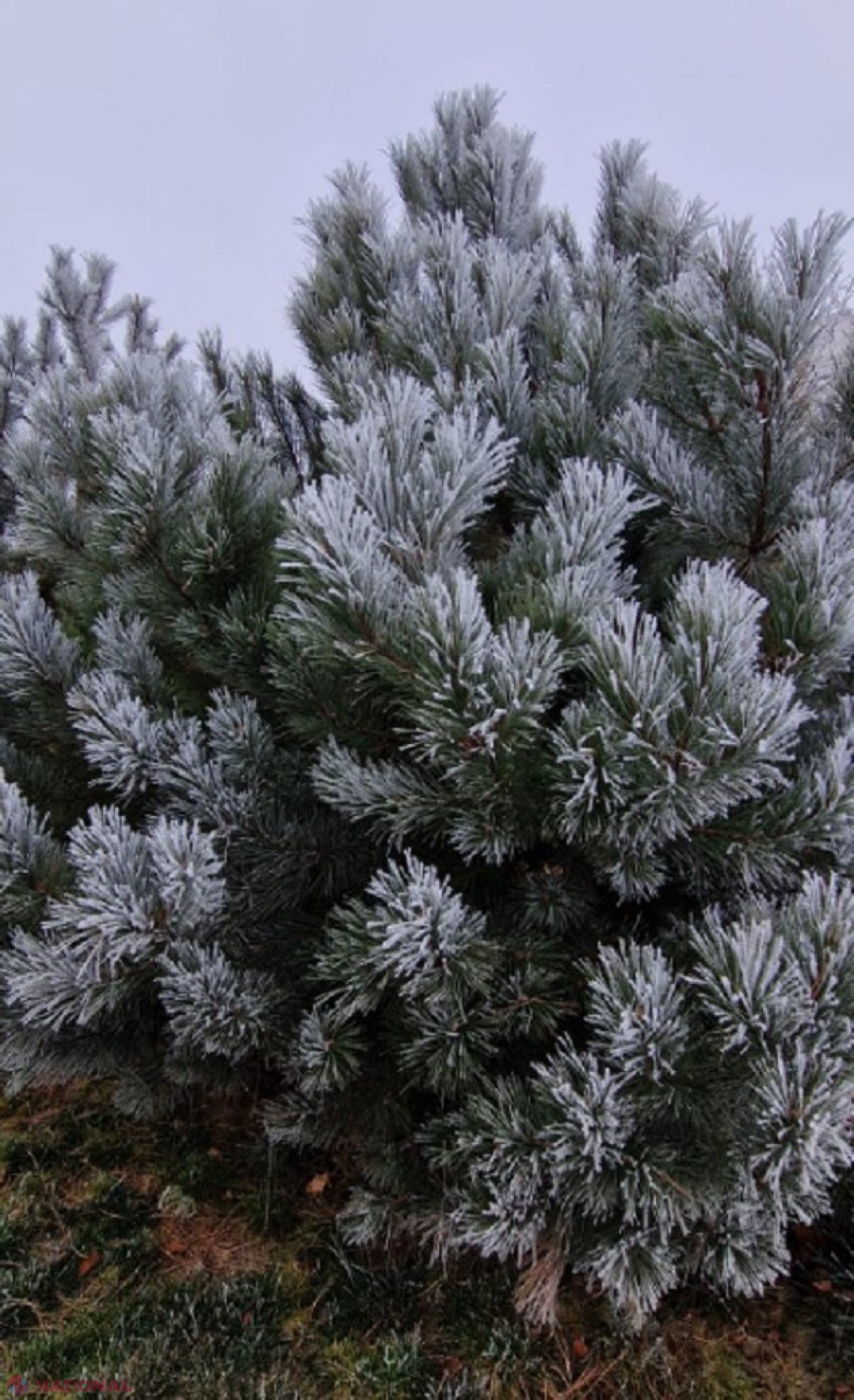 METEO // Luna decembrie, între minus 30,2 și plus 18,9 grade Celsius pe teritoriul R. Moldova: Ninsori puternice o dată în șapte ani