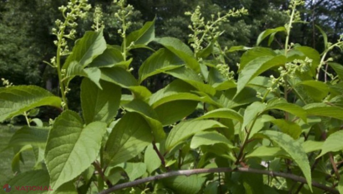 SECRETUL păstrat cu sfinţenie de chinezi sute de ani: planta care tratează cancerul în 40 de zile