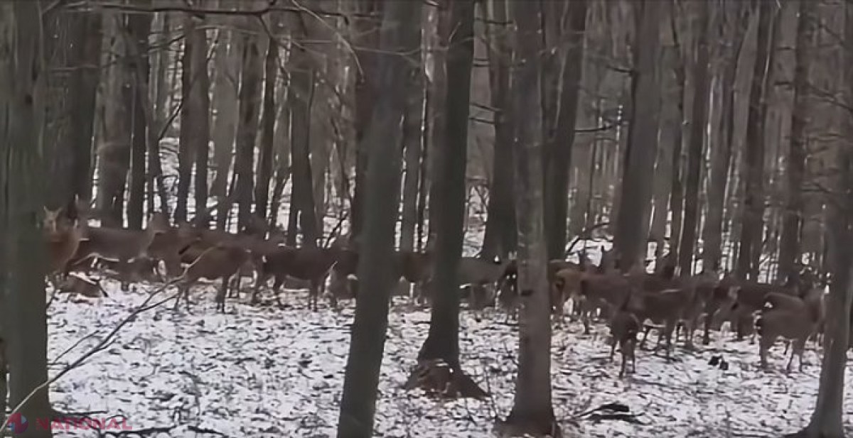 VIDEO // Peste 100 de căprioare, surprinse în Rezervația științifică „Plaiul Fagului”