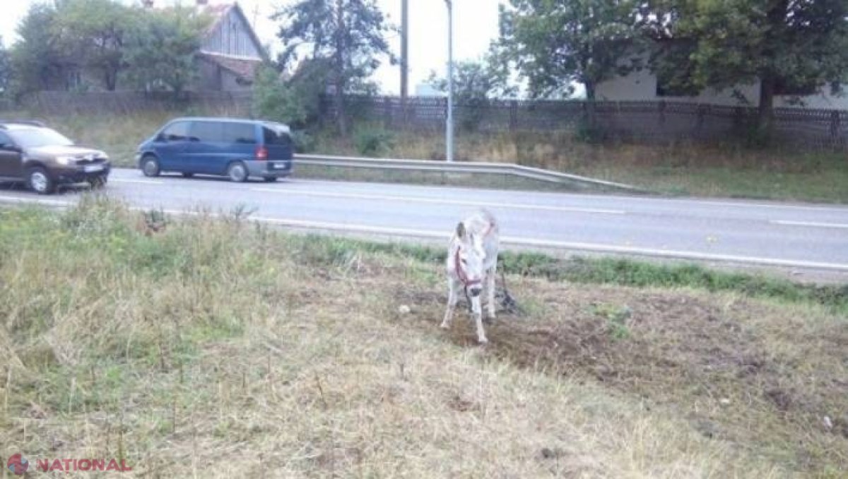 Trei fraţi încearcă să convingă trecătorii să se pozeze cu măgăruşul lor. Află-le POVESTEA EMOŢIONANTĂ  