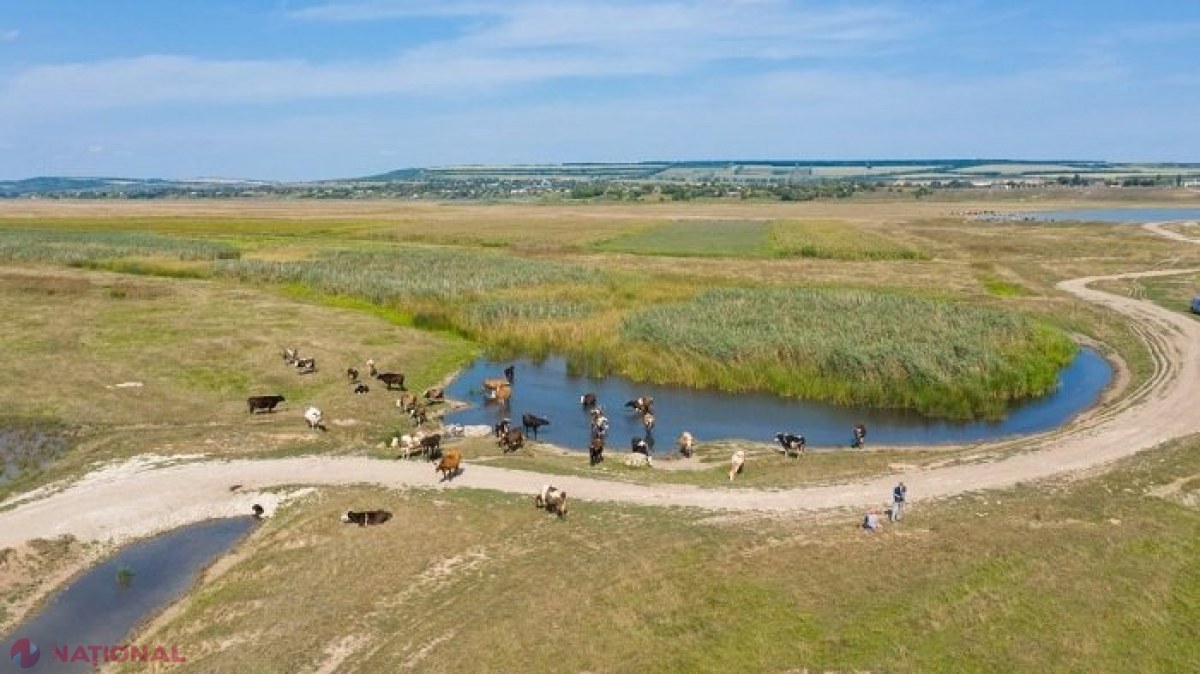 PROIECT // 900 000 de dolari pentru revitalizarea ecosistemului râului Prut