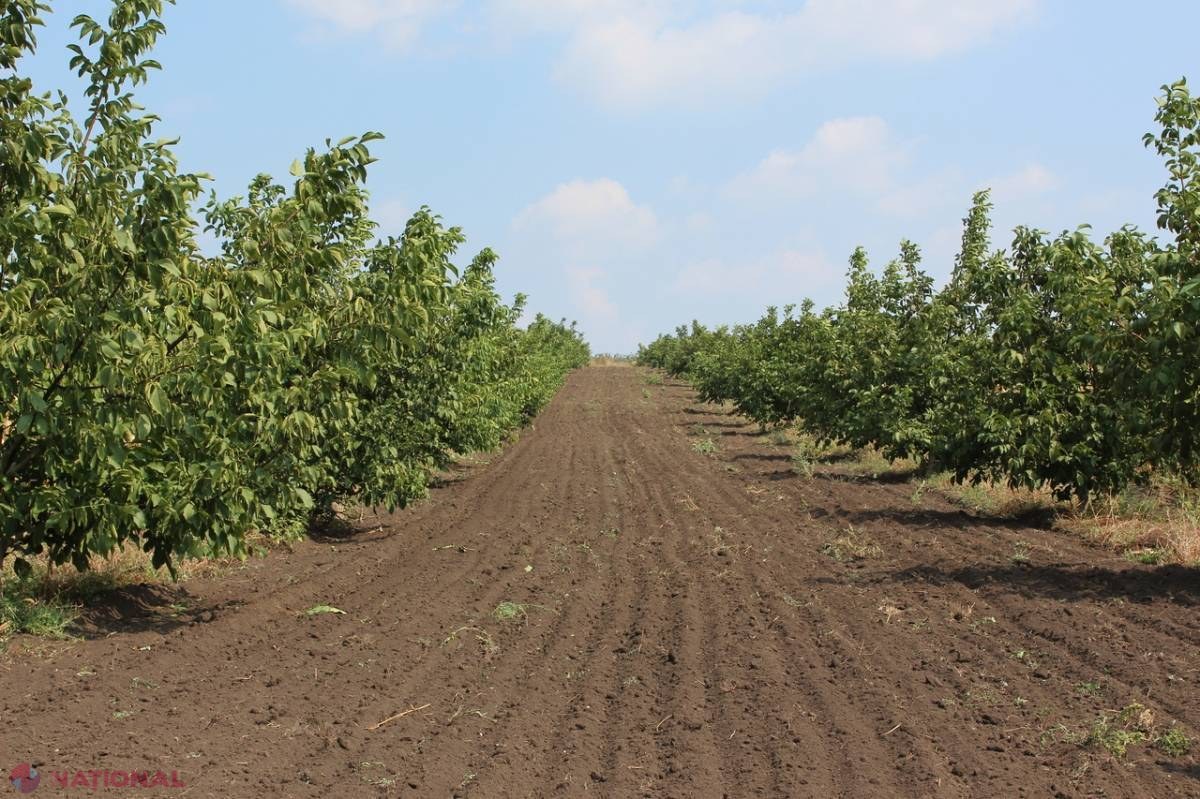 Zeci de hectare de nuci din R. Moldova, COMPROMISE de îngheţuri