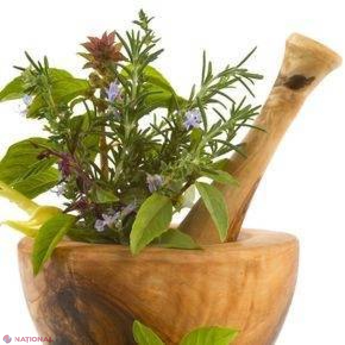 FOTO // TOP 10 antibiotice din PLANTE medicinale!
