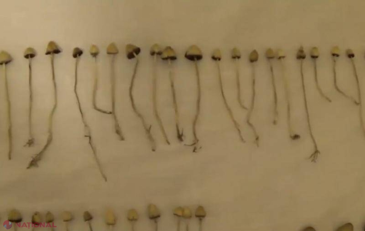Ciupercile HALUCINOGENE ar putea trata depresia