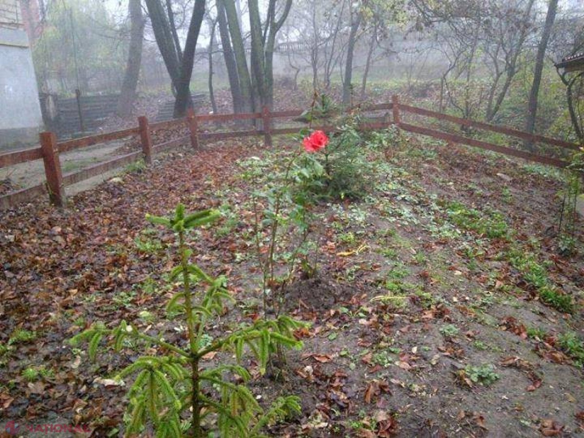 Foto // La nord a nins, iar în centrul țării au ÎNFLORIT trandafirii!