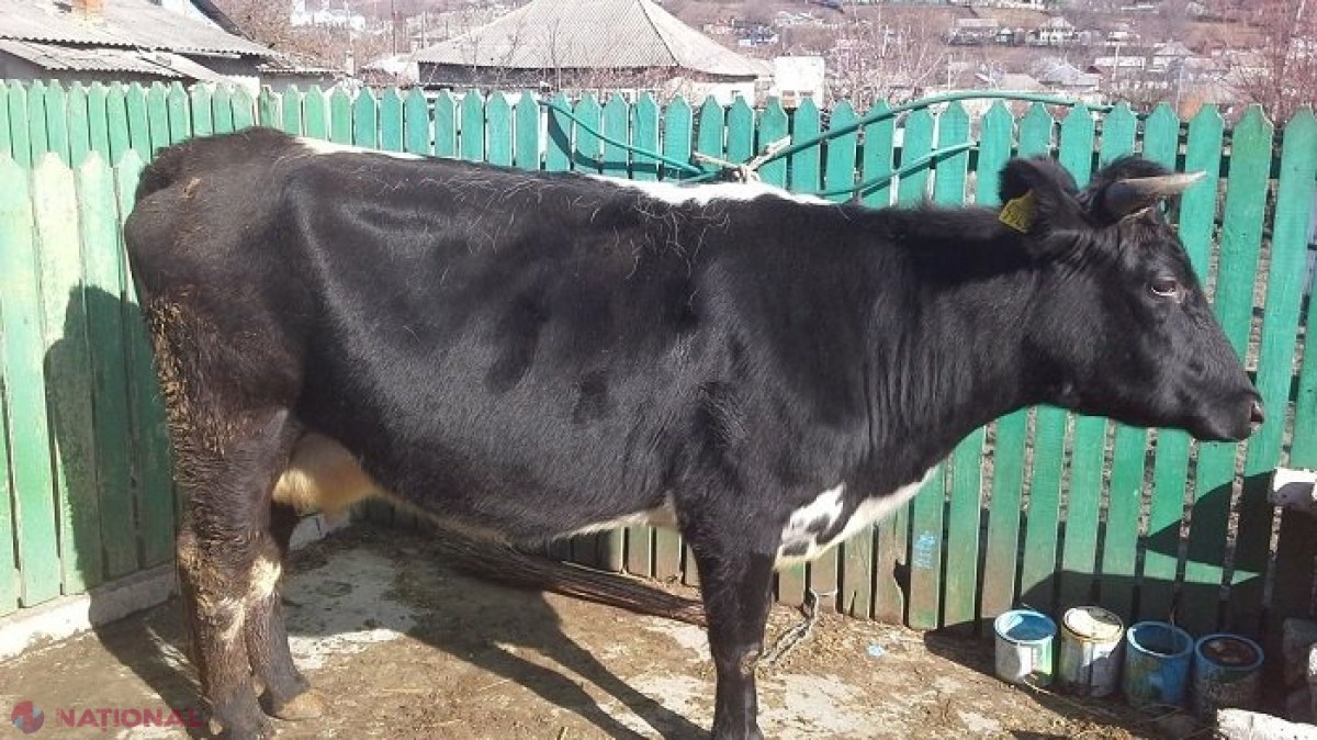 Municipiul Bălți și două localități din raionul Florești, carantină pentru două luni: „A fost demarată vaccinarea de urgență a animalelor” 