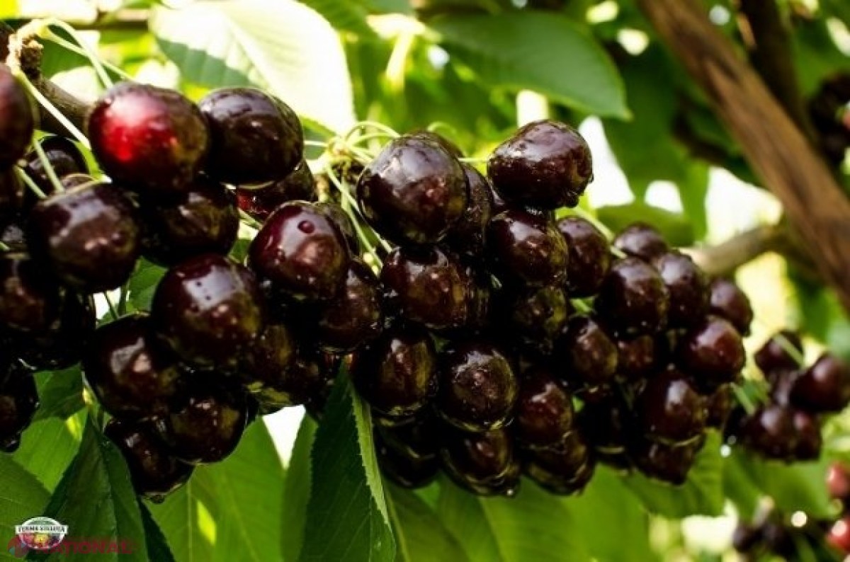 Agricultorii din R. Moldova vor putea exporta în UE cantități mai mari de struguri, prune și cireșe, fără a achita taxele vamale