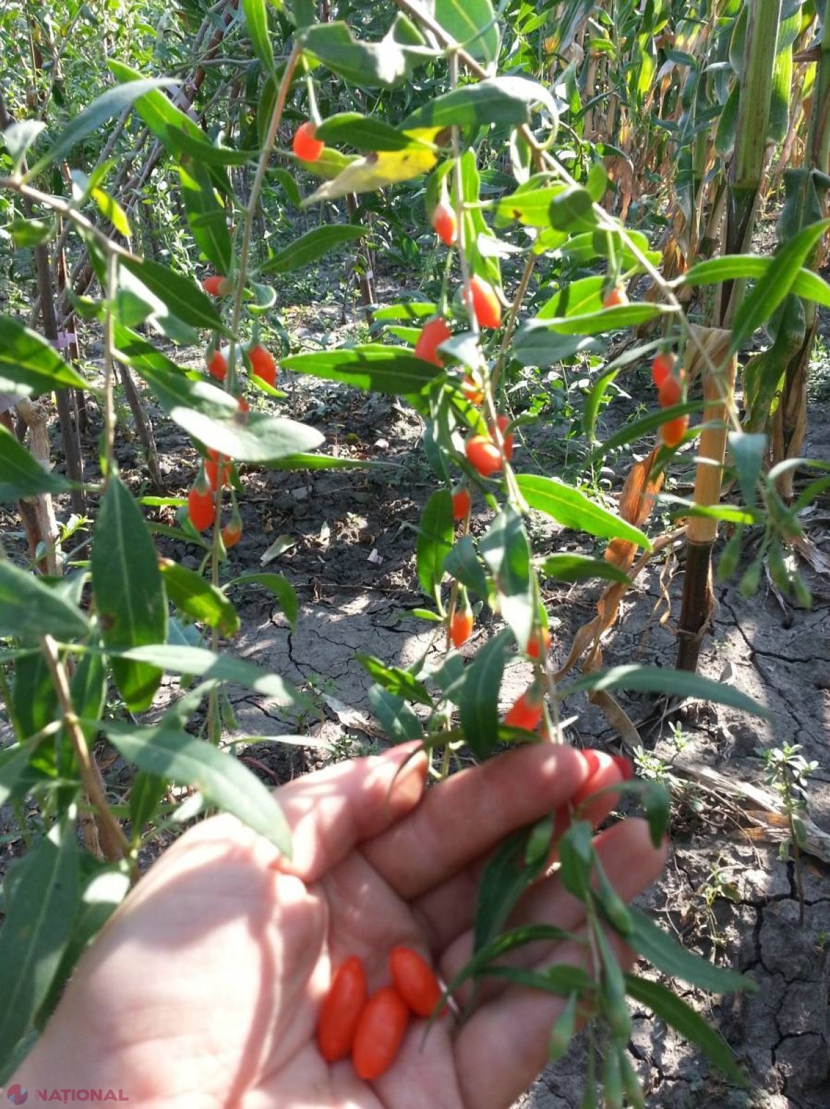 NOU // Fructul tinereții veșnice, la Cimișlia