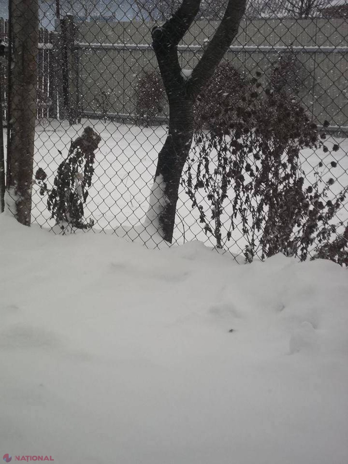 FOTO și VIDEO // Ce frumos ninge în nordul republicii!