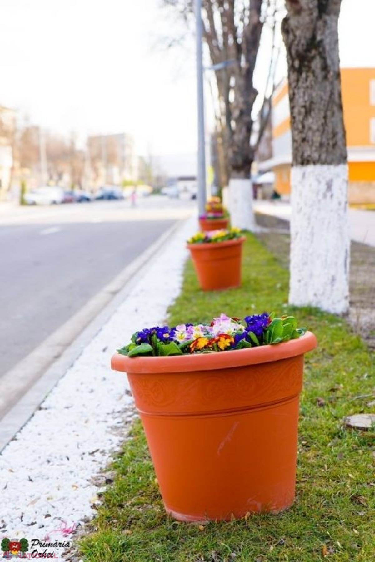 FOTO // Municipiul Orheiul a „ÎNFLORIT”. Mii de flori plantate au colorat orașul