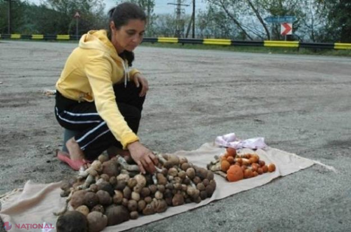VIGILENȚĂ: Numeroase cazuri de INTOXICAȚII cu ciuperci în luna octombrie