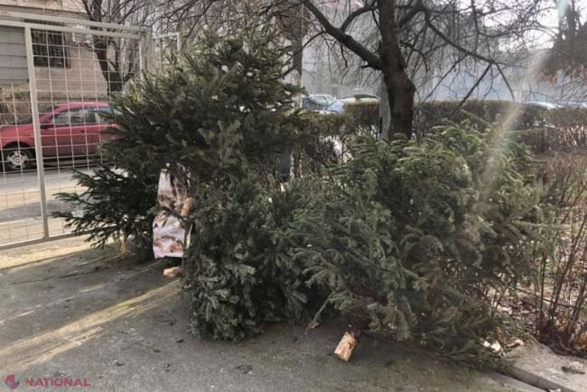 IMPORTANT pentru chișinăuieni! Lăsați brazii care v-au împodobit casele de sărbători lângă platformele de colectare a deșeurilor: Vor fi reciclați de către autorități