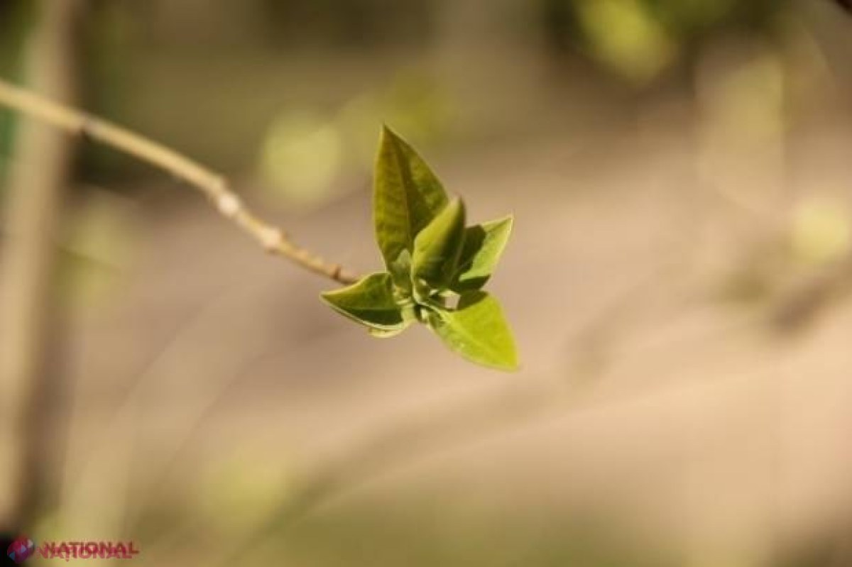 METEO // După ninsoarea de săptămâna trecută, soarele se va „răzbuna”